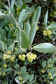 Jojoba Plant
