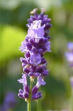 Lavender Flower