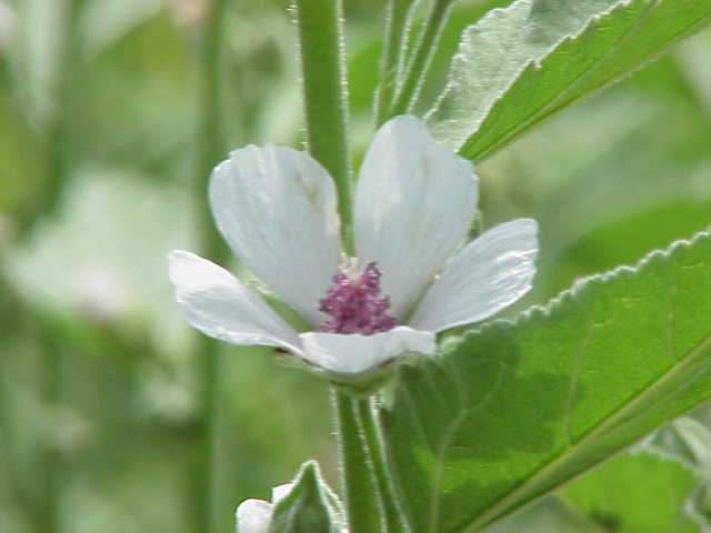 White flower