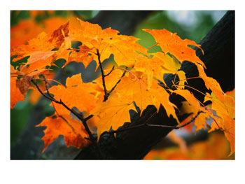 Fall Leaves in Orange